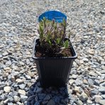 Levanduľa úzkolistá (Lavandula angustifolia) ´ROSEA´ - kont. C1L